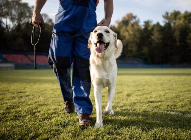 Canine Academy trainer heeling a labrador retriever on a loose leash