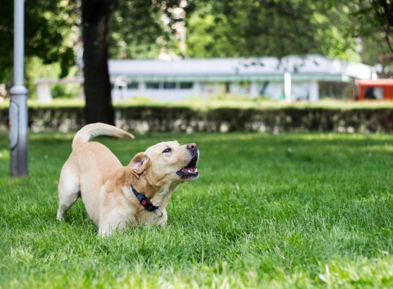 Happy labrador playing on the grass after a Canine Academy training session