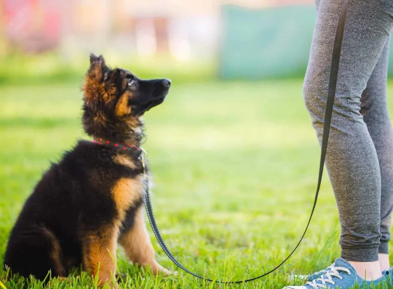 German shepherd puppy focused on their handler during a positive training session